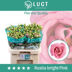 Eus G Rosi Bright Pi 70cm
