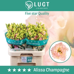 Eust G Alissa Champ 70cm