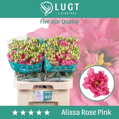 Eust G Alissa Rose Pi 70cm