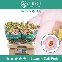 Eus G Lis Soft Pink 70cm