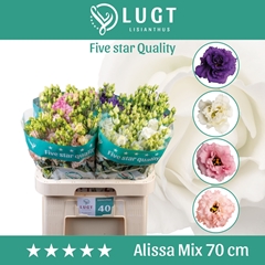 Eus G Alissa Gem Fst 70cm