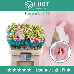 Eus G Lisanne L Pink 70cm