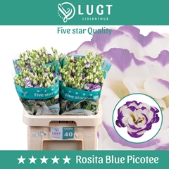 Eus G Rosita Blue Picotee 70cm