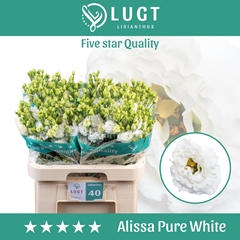 Eus G Alissa Pur Whi 70cm