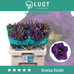 Eus G Rosita Violet 70cm