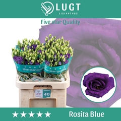 Eust G Rosita Blue 70cm