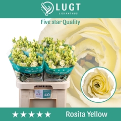 Eust G Rosita Yellow 70cm