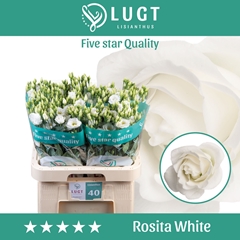 Eust G Rosita White 70cm