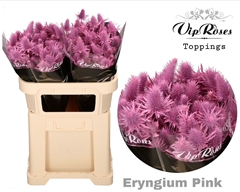 Eryngium Supernova Pink 60cm