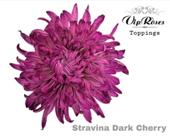 Chr G Stravina Dark Cherry