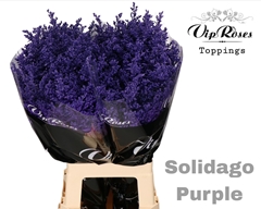 Solidago Purple