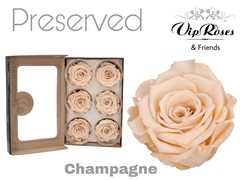 R Preserved Champagne