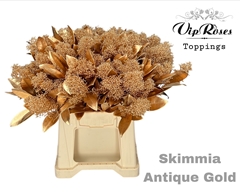 Skimmia Antique Gold