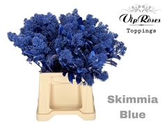 Skimmia Metallic Blue