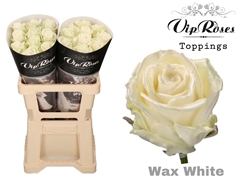 R Gr Wax White X20