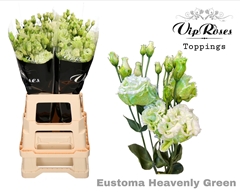 Eust G Alissa Heavenly Green