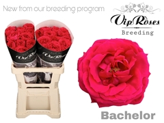 R Gr Bachelor X20