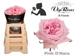 R Gr Pink O Hara X25