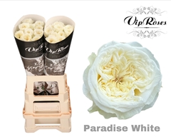 R Gr Paradise White X20