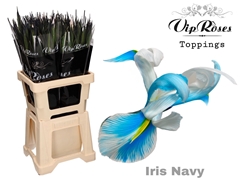 Iris Navy