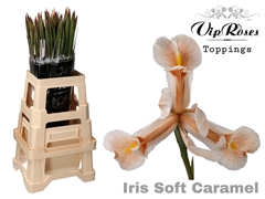 Iris Soft Caramel