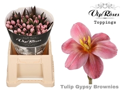 Tu En Gypsy Brown