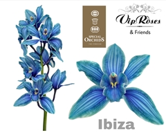 Cymb Dyed Ibiza