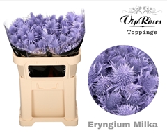Eryngium Supernova Milka 60cm