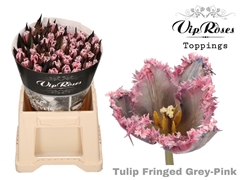 Tu Fr Fringed Grey Pink