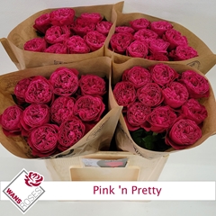 R Gr Pink N Pretty
