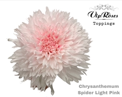 Chr G Spider Light Pink
