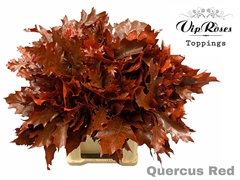 Quercus Red
