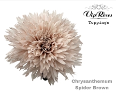 Chr G Spider Brown