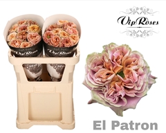 R Gr El Patron X20