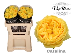 R Gr Catalina X20
