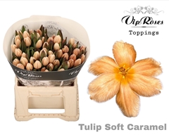 Tu En A Soft Caramel