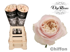 R Gr Chiffon X20