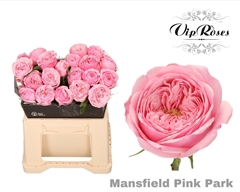 R Kl Pink Mansfi Park X20
