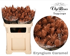 Eryngium Supernova Caramel 60cm