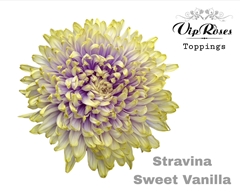 Chr G Stravina Sweet Vanilla