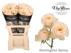 R Tr Darlington