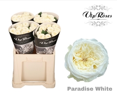 R Gr Paradise White X40 577