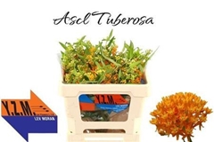 Ascl Tuberosa 45cm 33