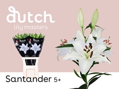 Li Or Santander 100cm 55+