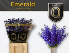 Delph El Delp Emeral 70cm 23