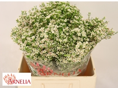 Chame Un Pearl Butto 60cm 70gram 24