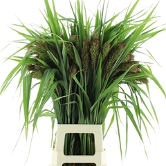 Seta Italica 80cm