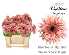 Ge Gs Spider New York Pink