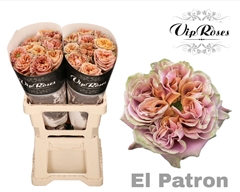 R Gr El Patron X20