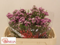 Chame Giselle 70cm 70gram 24